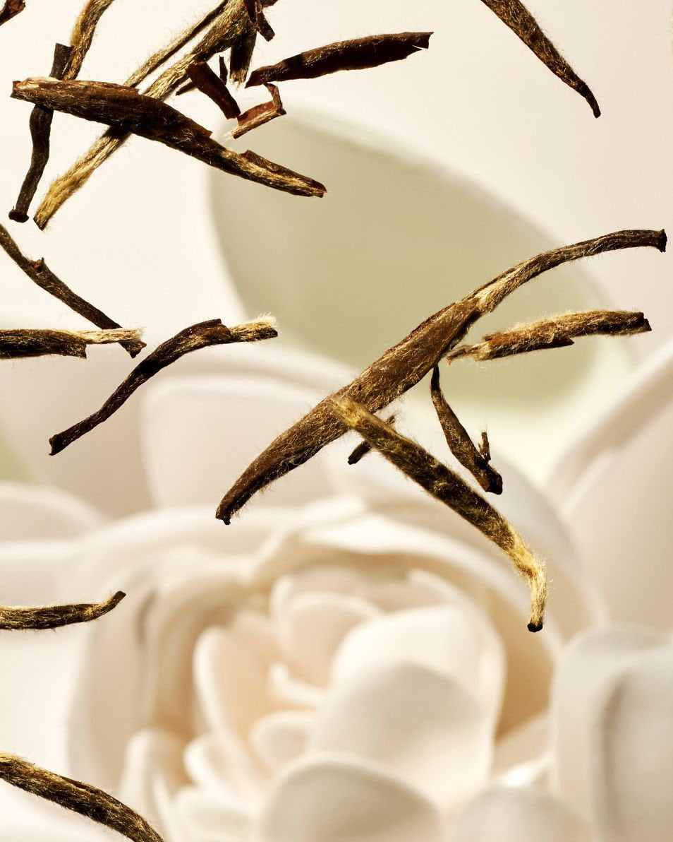 The Ritual of Karma XS