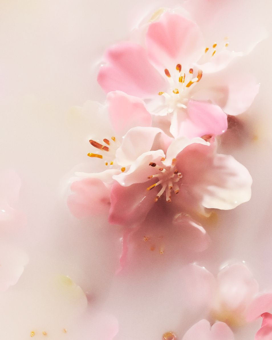 The Ritual of Sakura XS