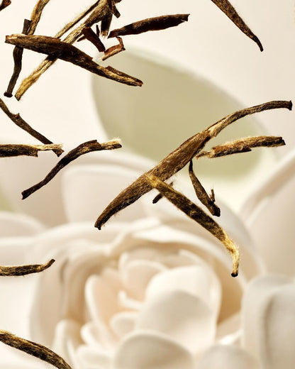 The Ritual of Karma XS